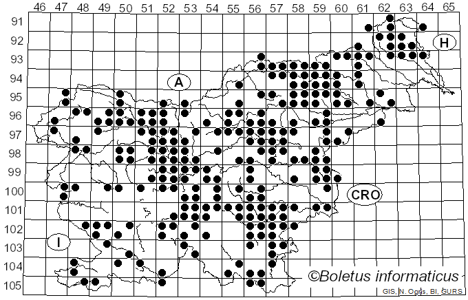 <i>Craterellus</i> Pers. (1825)