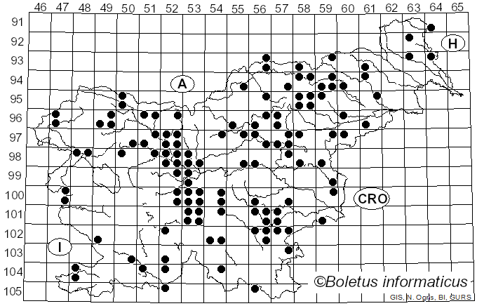 <i>Lentinellus cochleatus</i> Hoffm. (1879)