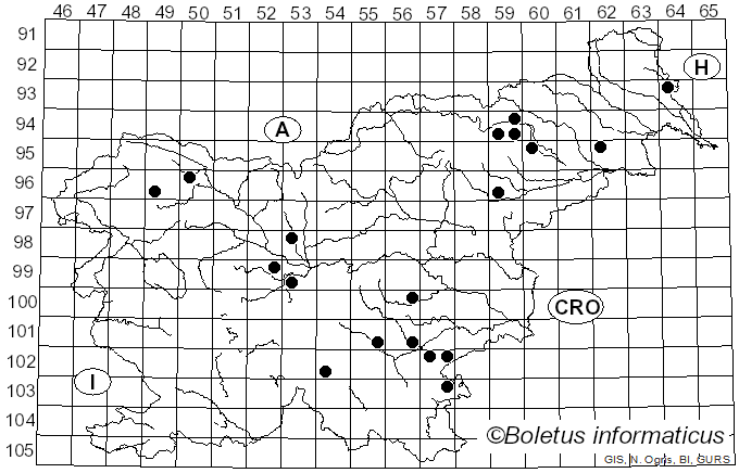 <i>Inocybe napipes</i> J.E. Lange (1917)