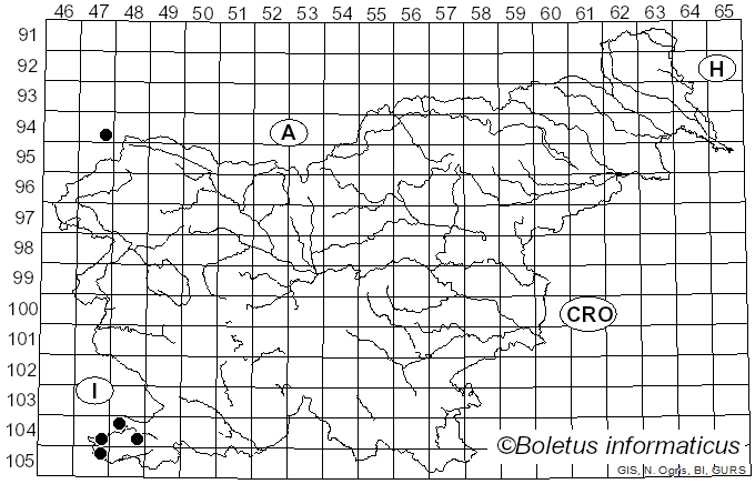<i>Sphaerophoria rueppelli</i> Wiedemann (1830)