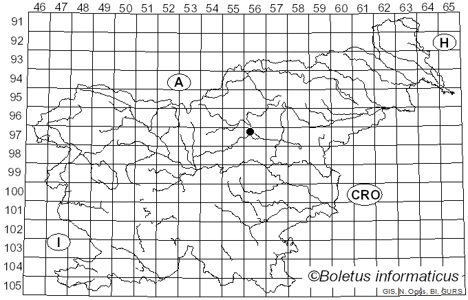 <i>Roesleria subterranea</i> (Weinm.) Redhead (1985)