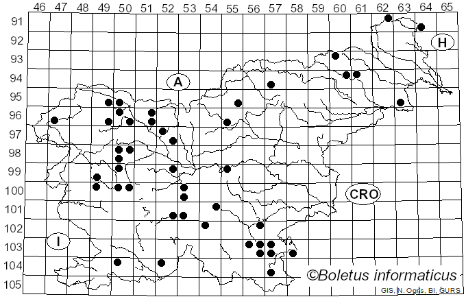 <i>Phragmotrichum chailletii</i> Kunze (1823)