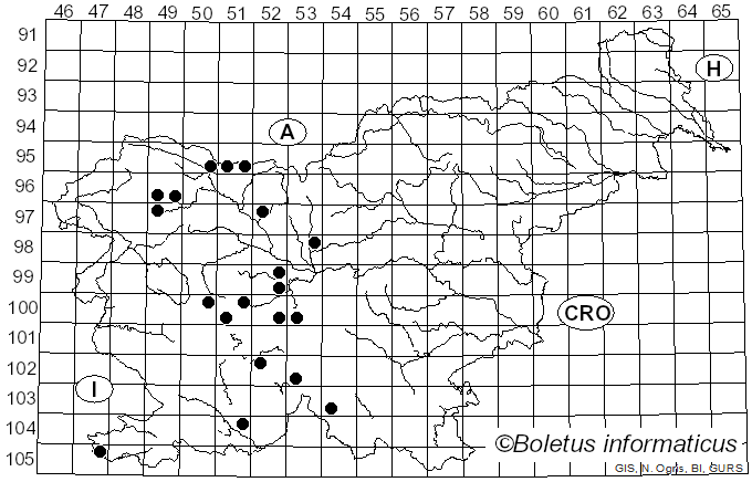 <i>Parasyrphus</i> Matsumura (1917)