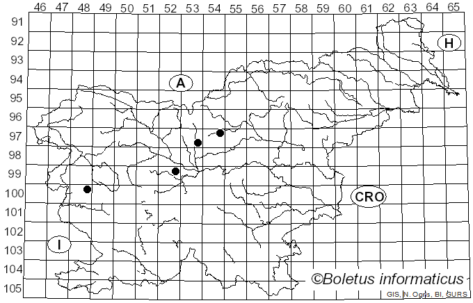 <i>Elaphomyces muricatus</i> Fr. (1829)