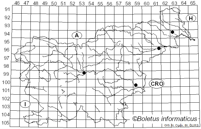 <i>Sciapteron</i>