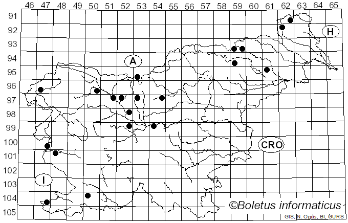 <i>Macrotyphula</i> R.H. Petersen (1972)