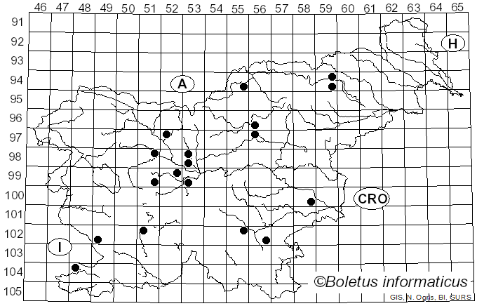 <i>Anthurus</i> Kalchbr. & MacOwan (1880)