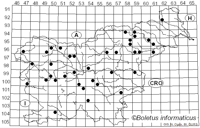 <i>Pruinomycena acicula</i> (Schaeff.) Kun L. Yang, Jia Y. Lin & Zhu L. Yang (2025)