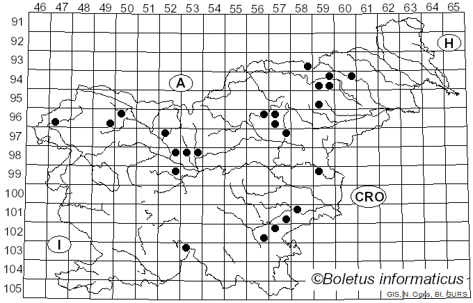 <i>Clitocybe ditopa</i> (Fr.) Gillet (1874)
