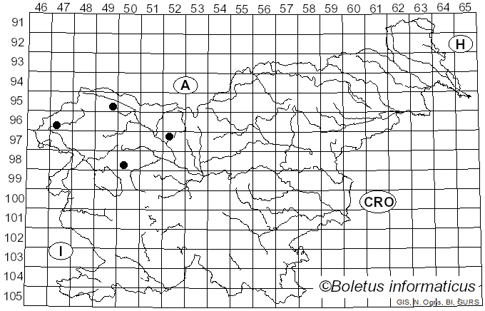 <i>Ruzenia</i> O. Hilber (2002)
