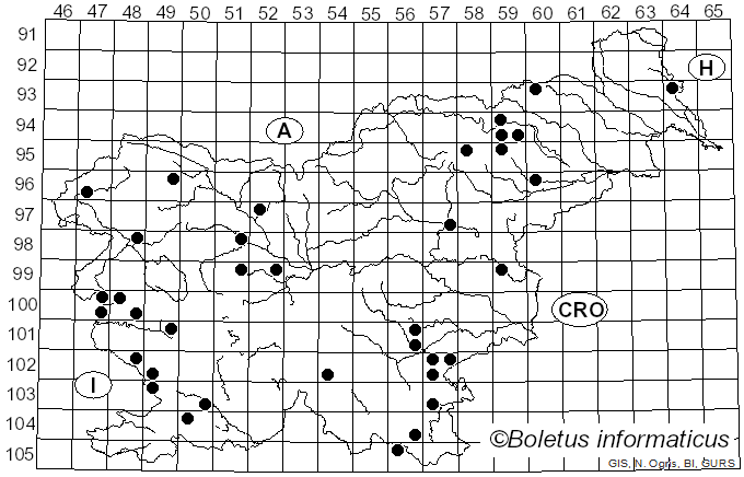 <i>Clitopilus geminus</i> (Paulet) Noordel. & Co-David (2009)