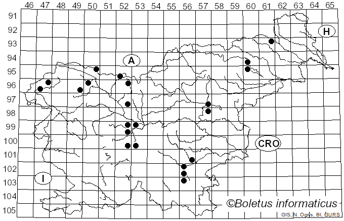 <i>Morchella elata</i> Fr. (1822)