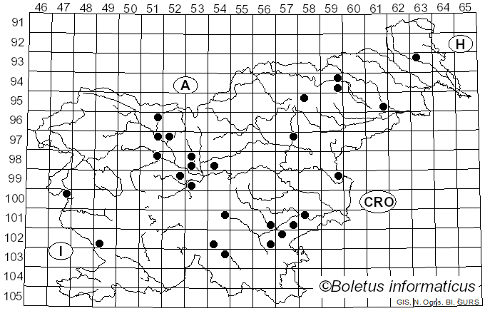 <i>Leucoagaricus badhamii</i> (Berk. & Broome) Singer (1951)