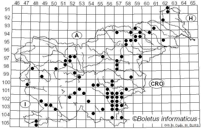 <i>Sebacina incrustans</i> (Pers.) Tul. & C. Tul. (1871)