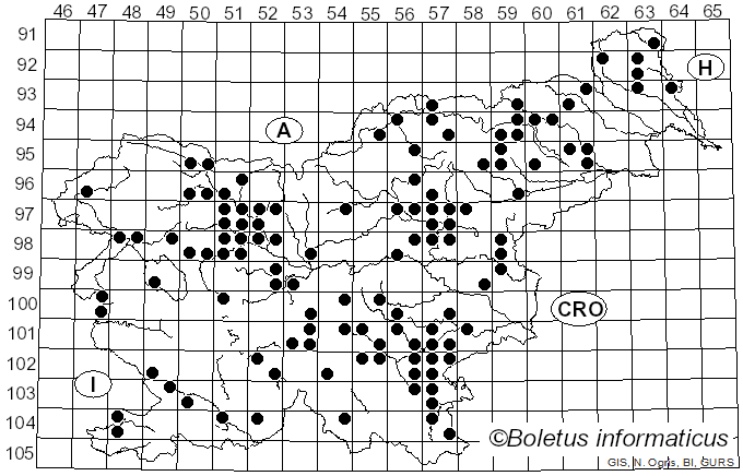 <i>Leccinum quercinum</i> Pilát (1974)