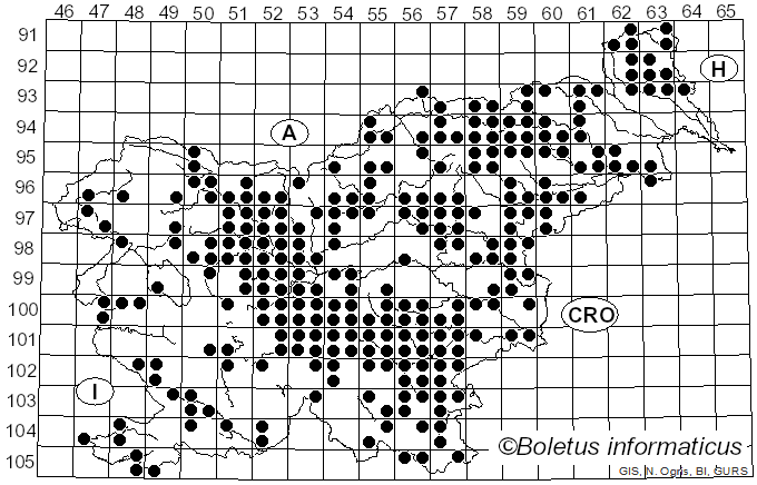 <i>Boletus reticulatus</i> Schaeff. (1774)