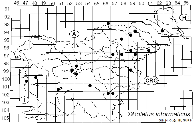 <i>Conocybe tenera</i> (Schaeff.) Fayod (1889)