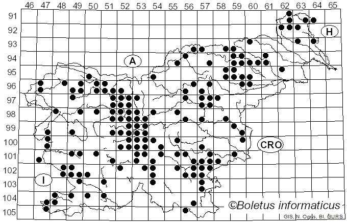 <i>Tricholoma terreum</i> (Schaeff.) Quél. (1871)