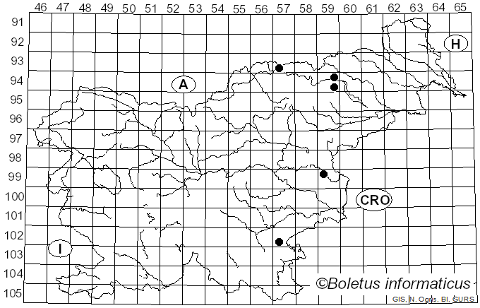 <i>Clitocybe angustissima</i> (Lasch) P. Kumm. (1871)