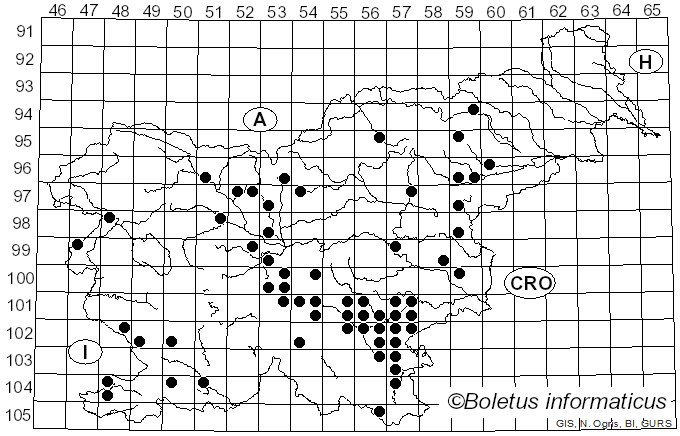 <i>Pogonoloma macrorhizum</i> (Quél.) Dima & P.-A. Moreau (2018)