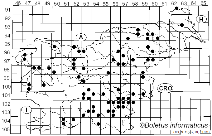 <i>Marasmius torquescens</i> Quél. (1872)