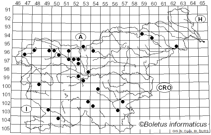 <i>Discina ancilis</i> (Pers.) Sacc. (1889)