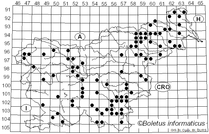 <i>Picipes badius</i> (Pers.) Zmitr. & Kovalenko (2016)