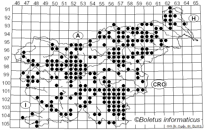 <i>Phallus impudicus</i> L. (1753)