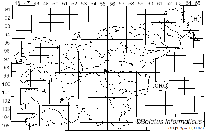 <i>Rhizomorpha verticillata</i> Ach. (1814)