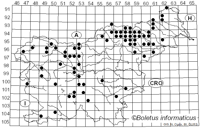 <i>Dacrymyces stillatus</i> Nees (1817)