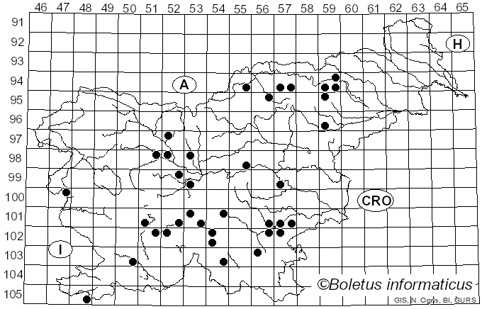 <i>Sparassis brevipes</i> Krombh. (1834)