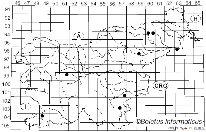 <i>Schizophyllum amplum</i> (Lév.) Nakasone (1996)