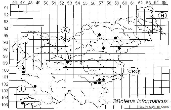 <i>Agrocybe vervacti</i> (Fr.) Singer (1936)
