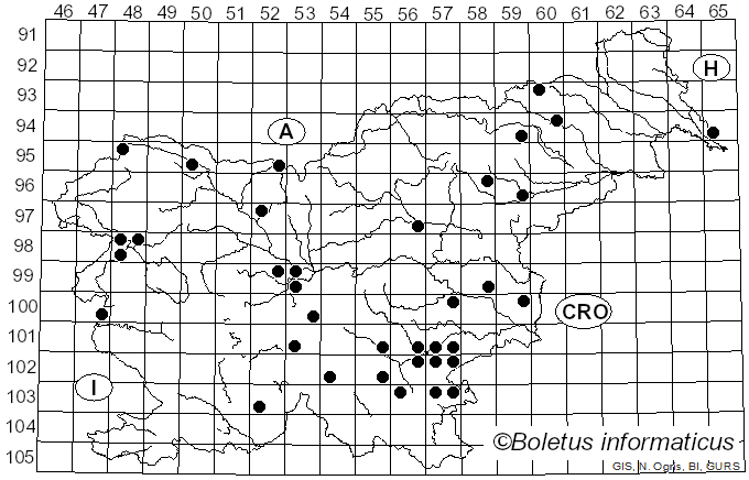 <i>Paragalactinia succosa</i> (Berk.) Van Vooren (2020)
