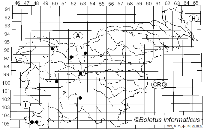 <i>Didea</i> Macquart (1834)