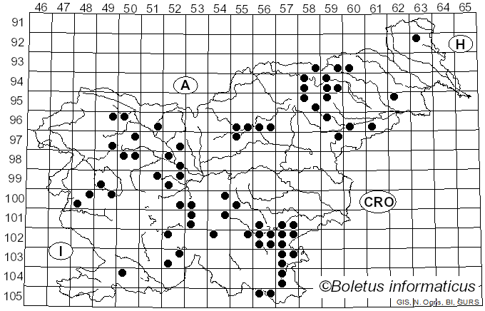 <i>Heterobasidion abietinum</i> Niemelä & Korhonen (1998)