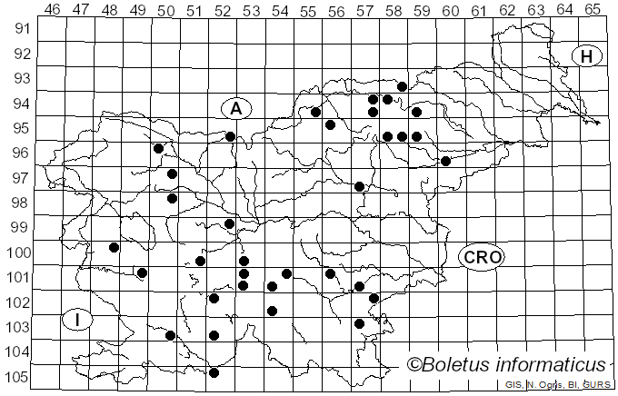 <i>Sparassis nemecii</i> Pilát & Veselý (1932)