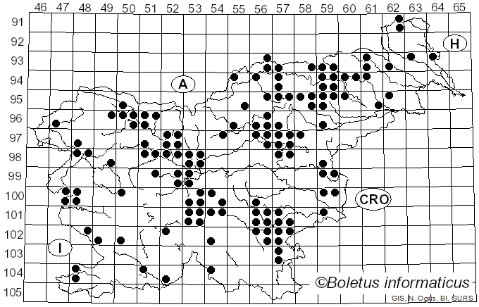 <i>Cortinarius orellanus</i> Fr. (1838)