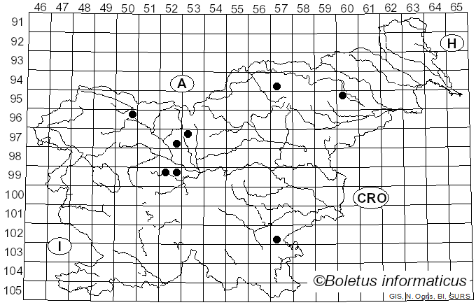 <i>Neoerysiphe galeopsidis</i> (DC.) U. Braun (1999)