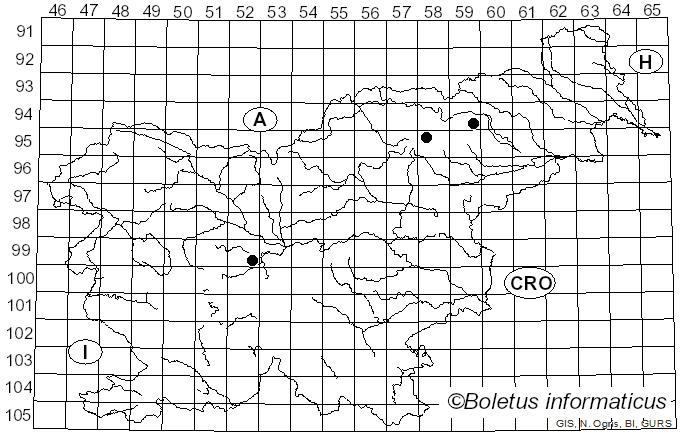 <i>Calvatia candida</i> (Rostk.) Hollós (1904)