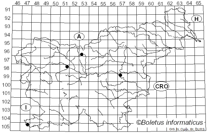 <i>Fenusa ulmi</i> Sundevall
