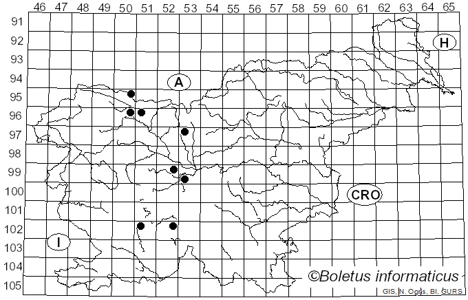 <i>Puccinia galiorum</i> Link 1825