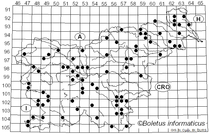 <i>Collybia sordida</i> (Schumach.) Z.M. He & Zhu L. Yang (2023)
