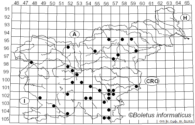 <i>Imperator torosus</i> (Fr.) Assyov et al. (2015)