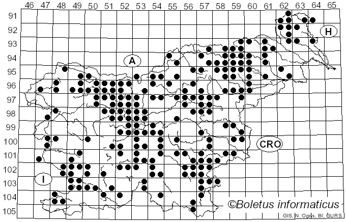<i>Chroogomphus</i> (Singer) O.K. Mill. (1964)