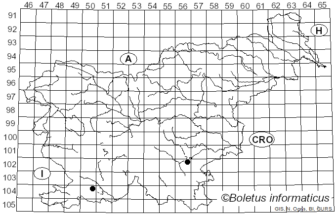 <i>Rhizochaete radicata</i> (Henn.) Gresl., Nakasone & Rajchenb. (2004)