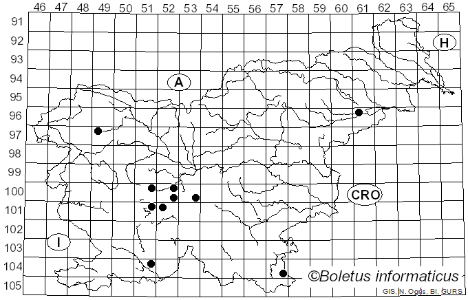<i>Chrysotoxum intermedium</i> Meigen (1822)